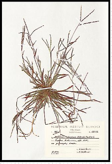 Digitaria ischaemum (Schreb.) H. L. Mühl.