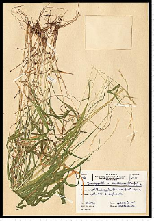 Brachypodium silvaticum (Huds.) Roem. & Schult.