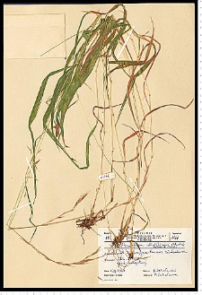 Brachypodium silvaticum (Huds.) Roem. & Schult.