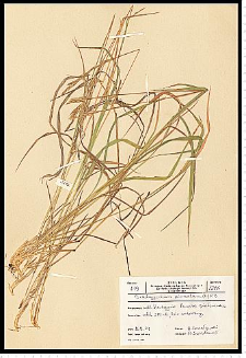Brachypodium pinnatum (L.) P. Beauv.