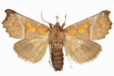 Scoliopteryx libatrix