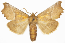 Scoliopteryx libatrix