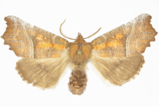 Scoliopteryx libatrix