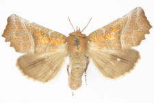 Scoliopteryx libatrix