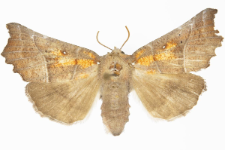 Scoliopteryx libatrix