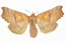 Scoliopteryx libatrix