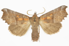 Scoliopteryx libatrix