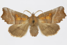 Scoliopteryx libatrix