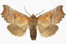 Scoliopteryx libatrix