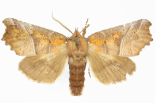 Scoliopteryx libatrix