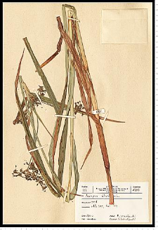 Scirpus sylvaticus L.