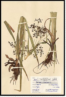 Scirpus sylvaticus L.