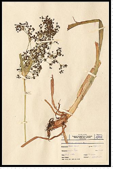 Scirpus sylvaticus L.