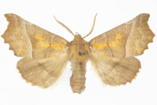 Scoliopteryx libatrix