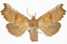 Scoliopteryx libatrix