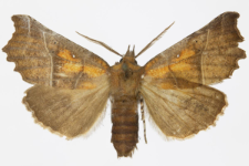 Scoliopteryx libatrix