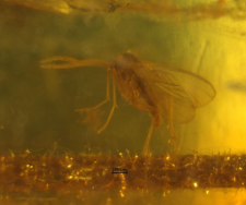 Diptera (Nematocera)