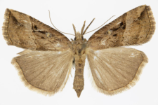 Hypena rostralis