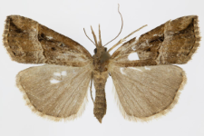 Hypena rostralis