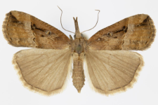 Hypena rostralis