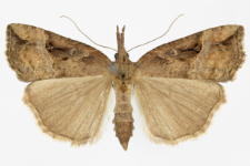 Hypena rostralis