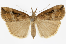 Hypena rostralis