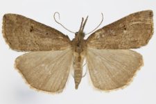 Hypena rostralis