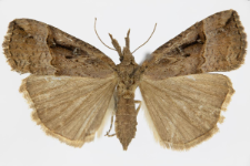 Hypena rostralis