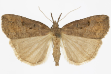 Hypena rostralis