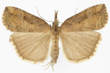 Hypena rostralis