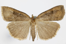 Hypena rostralis