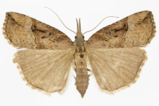 Hypena rostralis