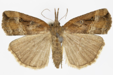 Hypena rostralis