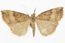 Hypena rostralis