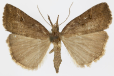 Hypena rostralis