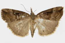 Hypena rostralis