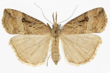 Hypena rostralis