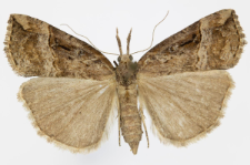 Hypena rostralis