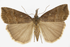 Hypena rostralis