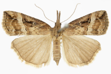 Hypena rostralis