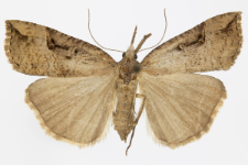 Hypena rostralis