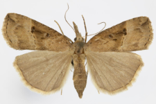 Hypena rostralis