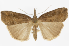 Hypena rostralis