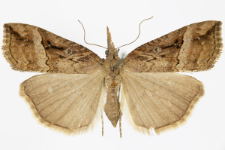 Hypena rostralis