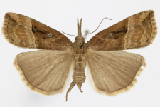 Hypena rostralis