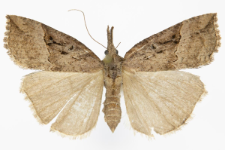 Hypena rostralis