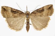 Hypena rostralis