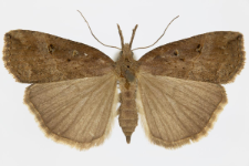 Hypena rostralis