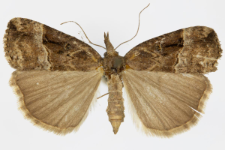 Hypena rostralis