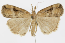 Hypena rostralis